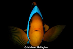 Angry!! Anemonefish defending its anemone in Milne Bay, P... by Michael Gallagher 